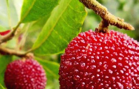 杨梅怎么才能长时间保存 杨梅怎么才能长时间保存呢