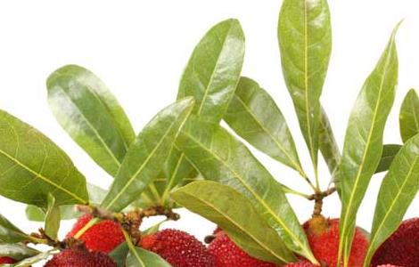 杨梅吃多了会上火吗（杨梅吃多了是不是会上火）