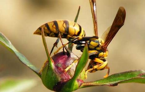 被马蜂蛰了该怎么办 被马蜂蛰了该怎么办?