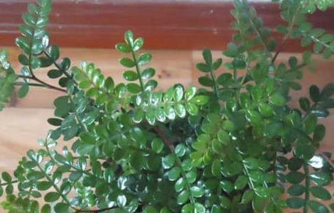 养清香木有什么好处 养清香木有什么坏处