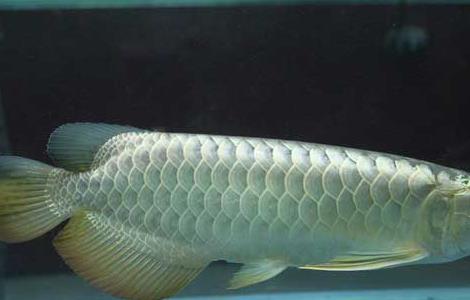 龙吐珠鱼和金龙鱼的区别 龙吐珠鱼是什么鱼