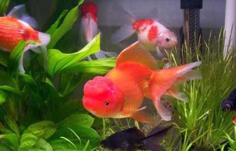 养鱼养几条好招财(养鱼养几条鱼招财)