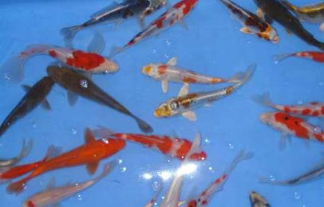 九纹龙锦鲤和白泻的区别(九纹龙锦鲤属于)