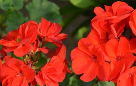 天竺葵有毒吗？