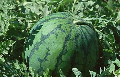 西瓜怎么挑选比较好(怎样挑选西瓜才是最好的)