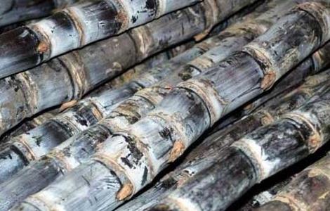 甘蔗的功效与作用及食用方法 甘蔗的功效与作用及食用方法视频