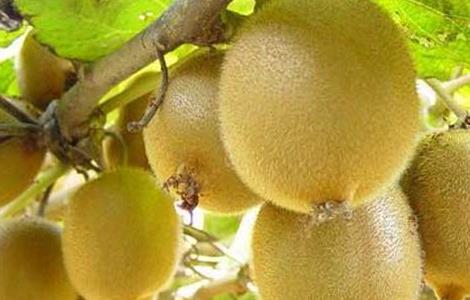 猕猴桃怎么催熟