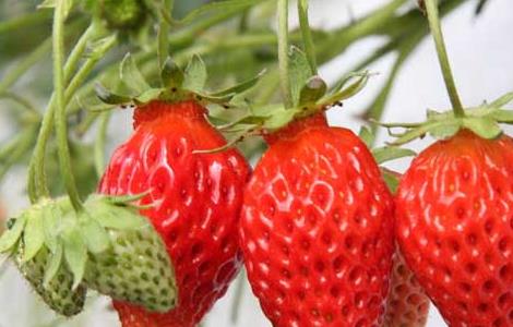 草莓怎么洗才能洗干净（草莓怎样洗才能洗得干净）