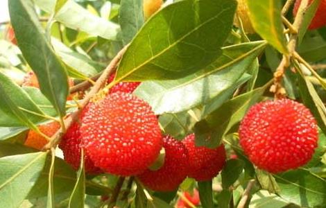 杨梅虫可以吃吗 杨梅虫能吃吗