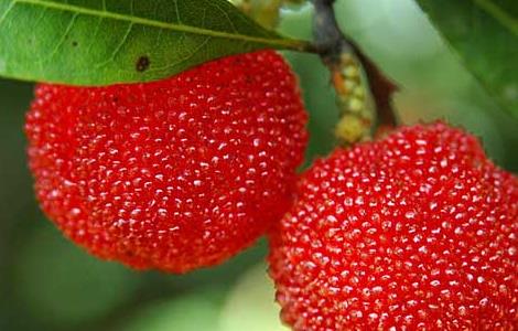 杨梅用盐水泡多久 杨梅用盐水泡多久?