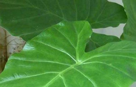 滴水观音能净化空气吗(滴水观音有没有毒可不可以放室内净化空气)