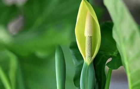 滴水观音能养殖在放卧室吗? 滴水观音可以在卧室养吗