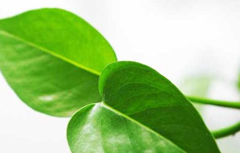 绿萝可以放在卧室吗（绿萝可以放在卧室吗风水）