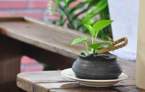 绿萝可以放在卧室吗