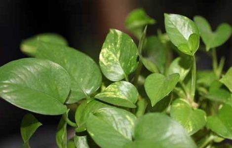 绿萝可以放在卧室吗