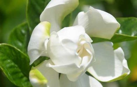 家里有孕妇能养栀子花吗 家里有孕妇可以养栀子花吗