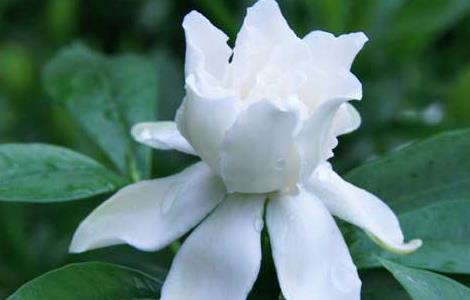 栀子花可以放卧室吗?