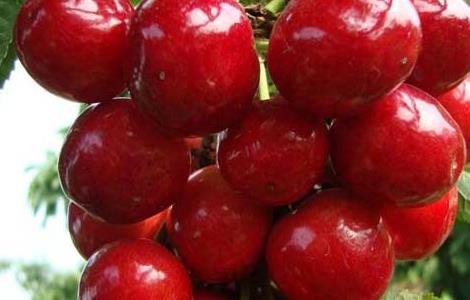 车厘子能放冰箱吗 车厘子能放冰箱吗几天