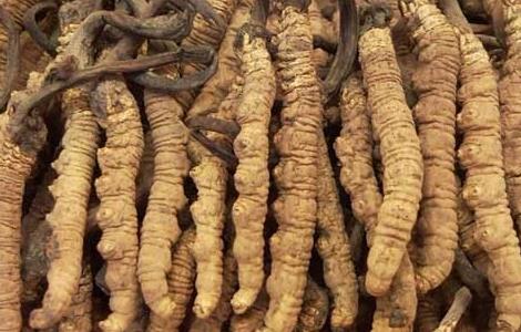 冬虫夏草酒自制方法（冬虫夏草酒自制方法窍门）