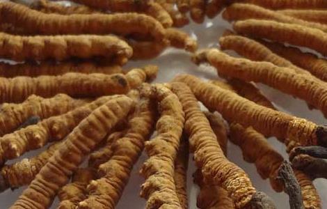 冬虫夏草酒自制方法