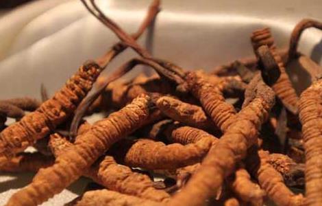 冬虫夏草酒自制方法