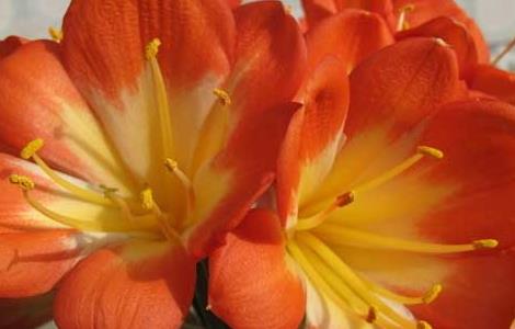 君子兰放在卧室好吗 君子兰摆放在卧室好吗