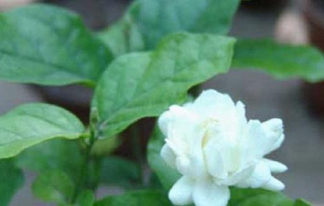 茉莉花的功效与作用(茉莉花的功效与作用泡水喝的功效)