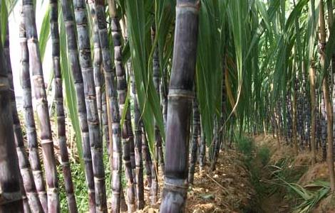 吃甘蔗会上火吗？