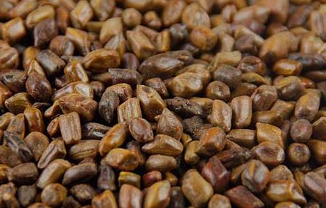 决明子荷叶茶的做法（决明子荷叶泡茶）