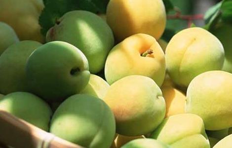 梅子酒的做法（黄酒梅子酒的做法）