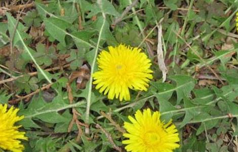 蒲公英怎么吃（蒲公英怎么吃法最好）