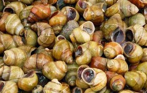 田螺的做法大全（豆瓣酱炒田螺的做法大全）