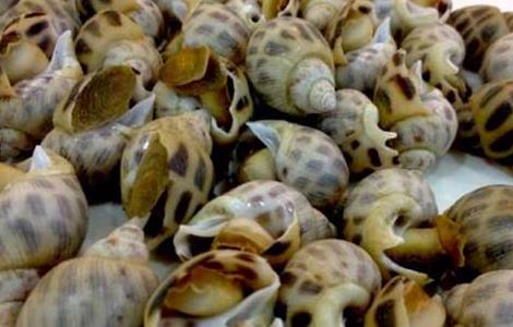 花螺的做法大全（花螺的做法大全家常做法）