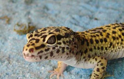 家里有壁虎怎么办 家里有壁虎怎么办处理