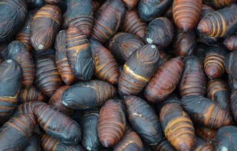 蝉蛹的做法大全（水煮蝉蛹的做法大全）