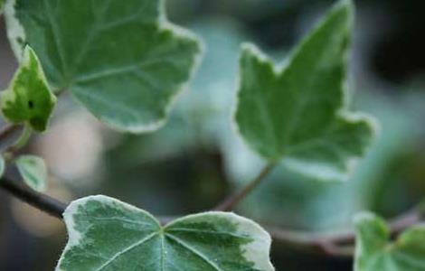 常春藤能在室内养殖吗(常春藤能在室内养殖吗视频)