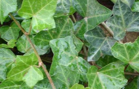 常春藤能在室内养殖吗