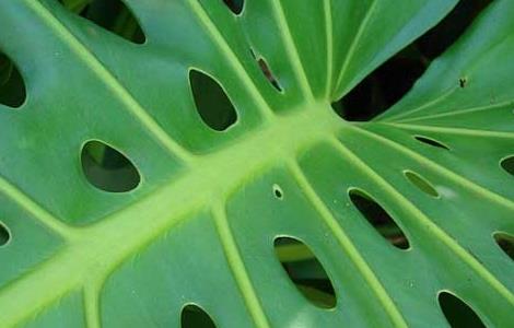 龟背竹能养在室内吗 龟背竹能养在室内吗风水好吗