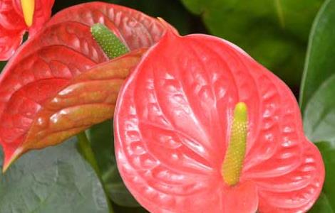 红掌能放在卧室吗 红掌能放在卧室吗怎么养红掌