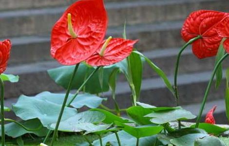 红掌能放在卧室吗