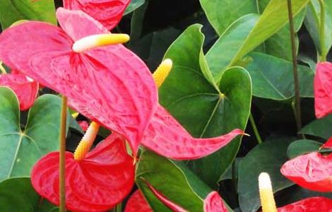 红掌能放在卧室吗