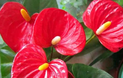 红掌能放在卧室吗