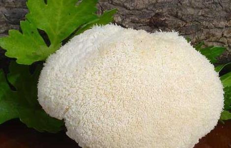 猴头菇的泡发方法（猴头菇泡发方法时间）