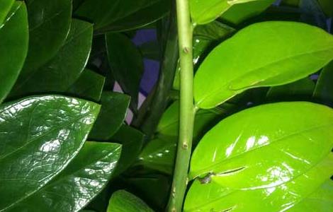 金钱树吸甲醛吗（金钱树吸甲醛吗有效果吗）