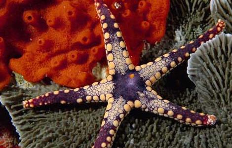 海星可以吃吗（紫色海星可以吃吗）