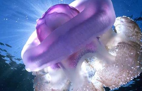 海蜇的做法大全 海蜇的做法大全图解