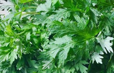 艾草能驱蚊吗（艾草能驱蚊吗香味能持续多久）