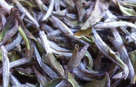 福鼎白茶怎么冲泡