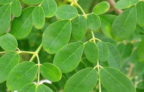 辣木的食用方法 辣木如何食用