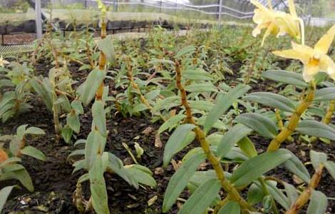 铁皮石斛多少钱一斤 市场上铁皮石斛多少钱一斤